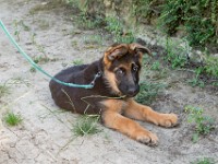 020718 ORA  GIL5323 : 02 JUILLET 2018, 2018, BERGER ALLEMAND, CHIOT, ORA