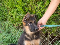 020718 ORA  GIL5326 : 02 JUILLET 2018, 2018, BERGER ALLEMAND, CHIOT, ORA