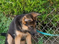 020718 ORA  GIL5327 : 02 JUILLET 2018, 2018, BERGER ALLEMAND, CHIOT, ORA