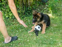 020718 ORA  GIL5329 : 02 JUILLET 2018, 2018, BERGER ALLEMAND, CHIOT, ORA