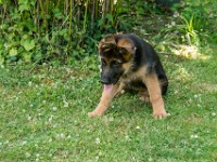 020718 ORA  GIL5332 : 02 JUILLET 2018, 2018, BERGER ALLEMAND, CHIOT, ORA