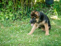 020718 ORA  GIL5333 : 02 JUILLET 2018, 2018, BERGER ALLEMAND, CHIOT, ORA