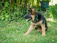 020718 ORA  GIL5334 : 02 JUILLET 2018, 2018, BERGER ALLEMAND, CHIOT, ORA