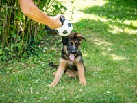 020718 ORA  GIL5335 : 02 JUILLET 2018, 2018, BERGER ALLEMAND, CHIOT, ORA
