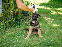 020718 ORA  GIL5336 : 02 JUILLET 2018, 2018, BERGER ALLEMAND, CHIOT, ORA
