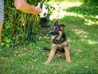 020718 ORA  GIL5337 : 02 JUILLET 2018, 2018, BERGER ALLEMAND, CHIOT, ORA