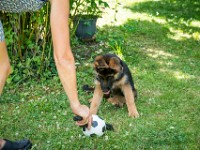 020718 ORA  GIL5339 : 02 JUILLET 2018, 2018, BERGER ALLEMAND, CHIOT, ORA