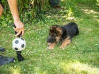 020718 ORA  GIL5340 : 02 JUILLET 2018, 2018, BERGER ALLEMAND, CHIOT, ORA