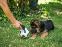 020718 ORA  GIL5341 : 02 JUILLET 2018, 2018, BERGER ALLEMAND, CHIOT, ORA