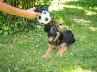 020718 ORA  GIL5342 : 02 JUILLET 2018, 2018, BERGER ALLEMAND, CHIOT, ORA