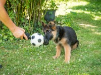 020718 ORA  GIL5343 : 02 JUILLET 2018, 2018, BERGER ALLEMAND, CHIOT, ORA