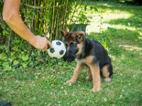 020718 ORA  GIL5344 : 02 JUILLET 2018, 2018, BERGER ALLEMAND, CHIOT, ORA