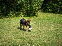 020718 ORA  GIL5345 : 02 JUILLET 2018, 2018, BERGER ALLEMAND, CHIOT, ORA