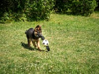 020718 ORA  GIL5346 : 02 JUILLET 2018, 2018, BERGER ALLEMAND, CHIOT, ORA