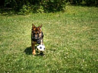 020718 ORA  GIL5347 : 02 JUILLET 2018, 2018, BERGER ALLEMAND, CHIOT, ORA