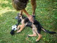 020718 ORA  GIL5348 : 02 JUILLET 2018, 2018, BERGER ALLEMAND, CHIOT, ORA