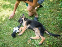 020718 ORA  GIL5349 : 02 JUILLET 2018, 2018, BERGER ALLEMAND, CHIOT, ORA