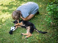 020718 ORA  GIL5350 : 02 JUILLET 2018, 2018, BERGER ALLEMAND, CHIOT, ORA