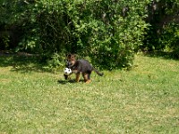 020718 ORA  GIL5352 : 02 JUILLET 2018, 2018, BERGER ALLEMAND, CHIOT, ORA