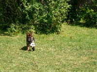 020718 ORA  GIL5353 : 02 JUILLET 2018, 2018, BERGER ALLEMAND, CHIOT, ORA