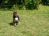 020718 ORA  GIL5354 : 02 JUILLET 2018, 2018, BERGER ALLEMAND, CHIOT, ORA