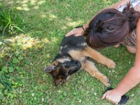 020718 ORA  GIL5355 : 02 JUILLET 2018, 2018, BERGER ALLEMAND, CHIOT, ORA