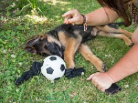 020718 ORA  GIL5360 : 02 JUILLET 2018, 2018, BERGER ALLEMAND, CHIOT, ORA