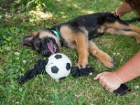 020718 ORA  GIL5361 : 02 JUILLET 2018, 2018, BERGER ALLEMAND, CHIOT, ORA