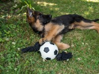 020718 ORA  GIL5363 : 02 JUILLET 2018, 2018, BERGER ALLEMAND, CHIOT, ORA