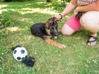 020718 ORA  GIL5366 : 02 JUILLET 2018, 2018, BERGER ALLEMAND, CHIOT, ORA