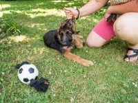 020718 ORA  GIL5367 : 02 JUILLET 2018, 2018, BERGER ALLEMAND, CHIOT, ORA