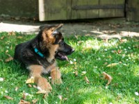 020718 ORA  GIL5368 : 02 JUILLET 2018, 2018, BERGER ALLEMAND, CHIOT, ORA