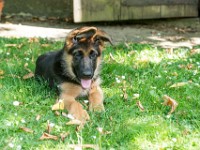 020718 ORA  GIL5369 : 02 JUILLET 2018, 2018, BERGER ALLEMAND, CHIOT, ORA
