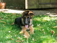 020718 ORA  GIL5370 : 02 JUILLET 2018, 2018, BERGER ALLEMAND, CHIOT, ORA
