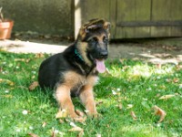 020718 ORA  GIL5371 : 02 JUILLET 2018, 2018, BERGER ALLEMAND, CHIOT, ORA