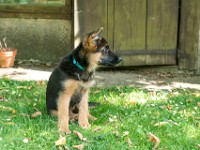 020718 ORA  GIL5372 : 02 JUILLET 2018, 2018, BERGER ALLEMAND, CHIOT, ORA
