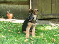 020718 ORA  GIL5373 : 02 JUILLET 2018, 2018, BERGER ALLEMAND, CHIOT, ORA