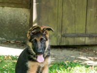 020718 ORA  GIL5374 : 02 JUILLET 2018, 2018, BERGER ALLEMAND, CHIOT, ORA