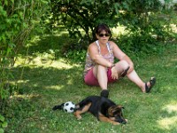 020718 ORA  GIL5376 : 02 JUILLET 2018, 2018, BERGER ALLEMAND, CHIOT, ORA