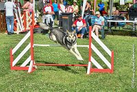 004AGI CLAYE 2017 - KALI -25062017-AGI 6616STANDARD : 2017, 25 JUIN 2017, AGILITY CLAYE SOUILLY 2017, AGILITY STANDARD, CAT.C, D15, KALI