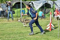 005AGI CLAYE 2017 - KALI -25062017-AGI 6617STANDARD : 2017, 25 JUIN 2017, AGILITY CLAYE SOUILLY 2017, AGILITY STANDARD, CAT.C, D15, KALI