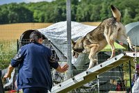 006AGI CLAYE 2017 - KALI -25062017-AGI 6618STANDARD : 2017, 25 JUIN 2017, AGILITY CLAYE SOUILLY 2017, AGILITY STANDARD, CAT.C, D15, KALI