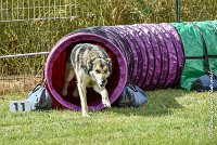 007AGI CLAYE 2017 - KALI -25062017-AGI 6619STANDARD : 2017, 25 JUIN 2017, AGILITY CLAYE SOUILLY 2017, AGILITY STANDARD, CAT.C, D15, KALI