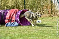 014AGI CLAYE 2017 - KALI -25062017-AGI 6626STANDARD : 2017, 25 JUIN 2017, AGILITY CLAYE SOUILLY 2017, AGILITY STANDARD, CAT.C, D15, KALI