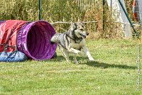 015AGI CLAYE 2017 - KALI -25062017-AGI 6627STANDARD : 2017, 25 JUIN 2017, AGILITY CLAYE SOUILLY 2017, AGILITY STANDARD, CAT.C, D15, KALI