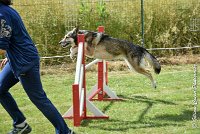 016AGI CLAYE 2017 - KALI -25062017-AGI 6628STANDARD : 2017, 25 JUIN 2017, AGILITY CLAYE SOUILLY 2017, AGILITY STANDARD, CAT.C, D15, KALI