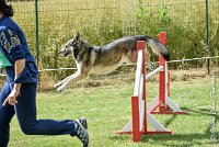 017AGI CLAYE 2017 - KALI -25062017-AGI 6629STANDARD : 2017, 25 JUIN 2017, AGILITY CLAYE SOUILLY 2017, AGILITY STANDARD, CAT.C, D15, KALI