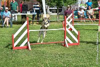 020AGI CLAYE 2017 - KALI -25062017-AGI 6632STANDARD : 2017, 25 JUIN 2017, AGILITY CLAYE SOUILLY 2017, AGILITY STANDARD, CAT.C, D15, KALI