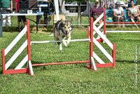 021AGI CLAYE 2017 - KALI -25062017-AGI 6633STANDARD : 2017, 25 JUIN 2017, AGILITY CLAYE SOUILLY 2017, AGILITY STANDARD, CAT.C, D15, KALI