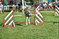 022AGI CLAYE 2017 - KALI -25062017-AGI 6634STANDARD : 2017, 25 JUIN 2017, AGILITY CLAYE SOUILLY 2017, AGILITY STANDARD, CAT.C, D15, KALI